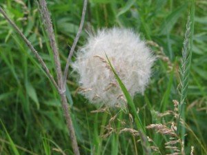 Blowing in the Wind