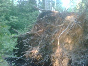 uprooted