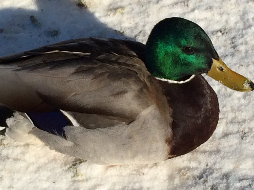 don-t-be-a-sitting-duck-exceeding-joy-with-susan-waters